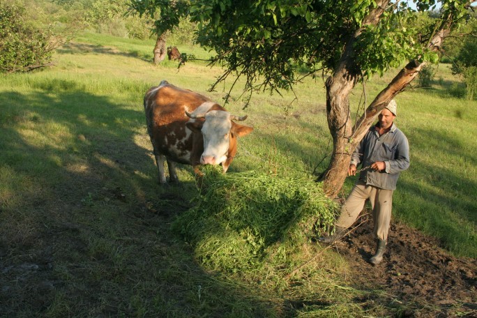 La iarbă verde