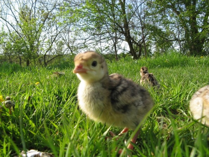  practici tradiționale şi ecologice în legumicultura ecologică