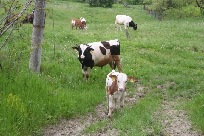 Am scos vacile la iarbă