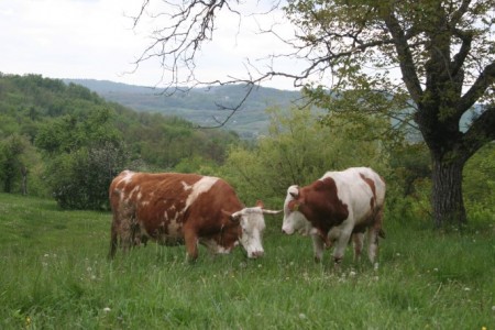 Prima ieșire cu vacile la iarbă în 2014