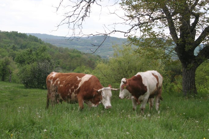 Am scos vacile la iarbă