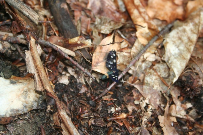 Fluture de pădure