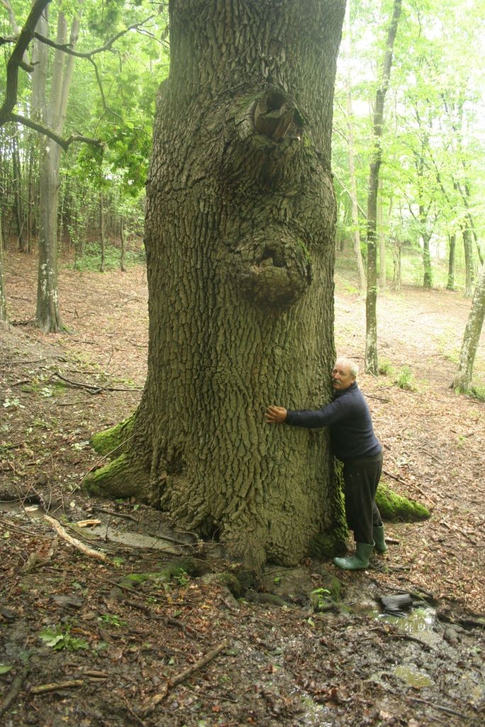 La copacul gros