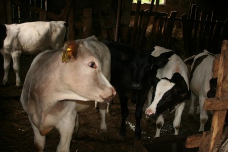 Vacile anului 2013, la începutul fermei zootehnice