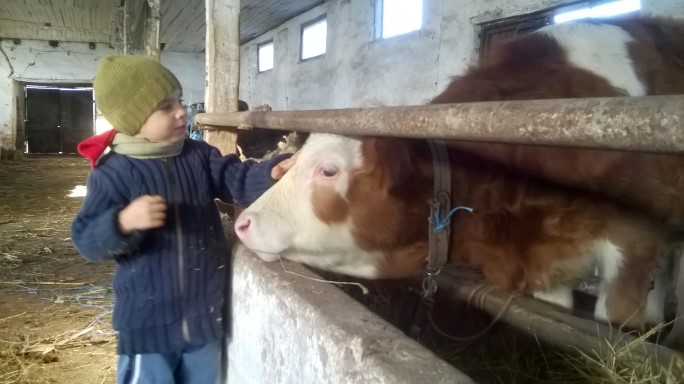 Nepoțelul insistă să nu plecăm fără el la vaci