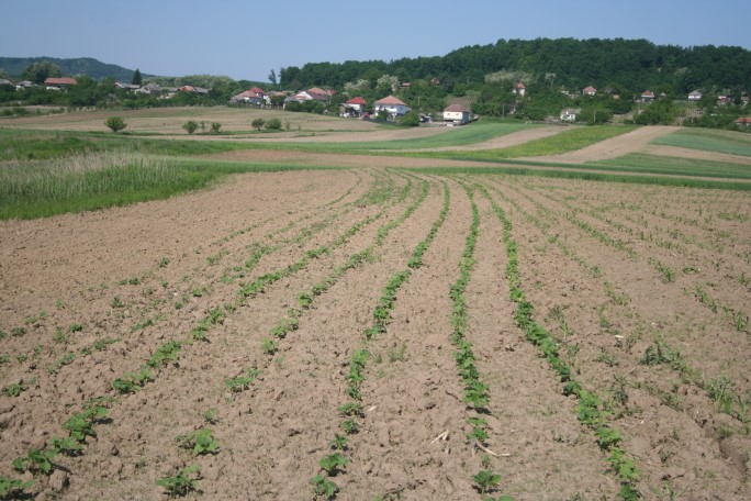 Începe și grădina de legume să se înverzească