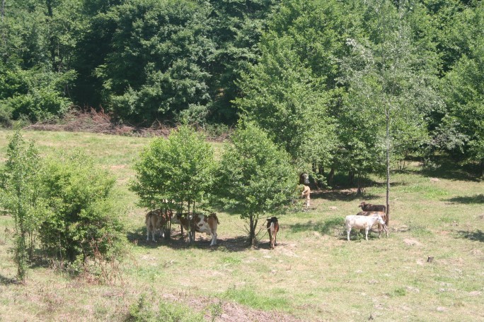 Siesta de prânz