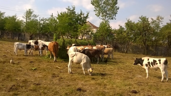 Am urcat vacile în fânărie