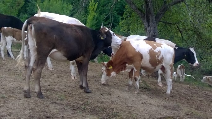 Cu vacile pe ploaie