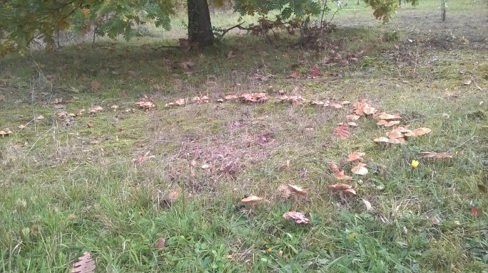 Fairy rings