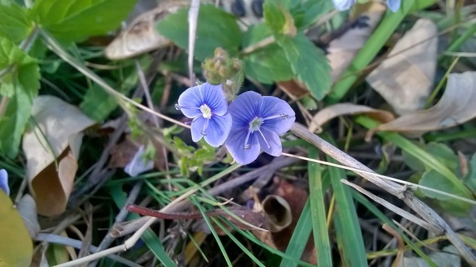 Floare albastră