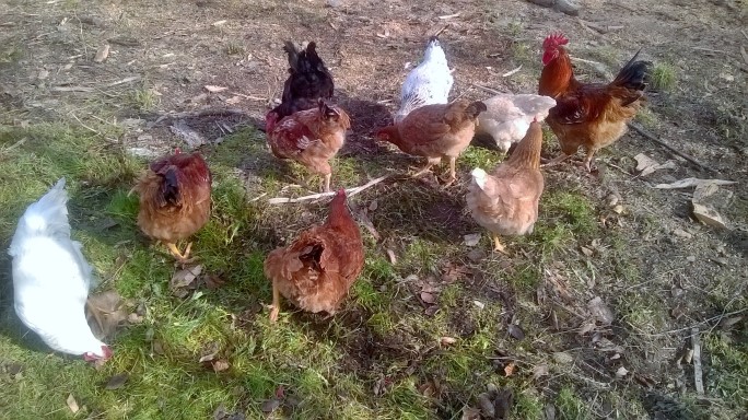 Găinile au primit interdicție la ieșirea din curte