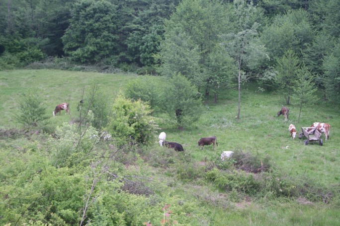 La curățat de mărăcini