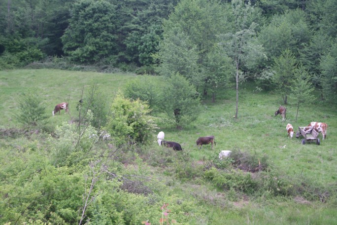 Curățarea pășunii de mărăcini și utilizarea lor ca material de construcție pentru țarcul vitelor