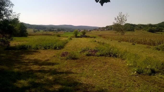 Am cosit buruienile de la grădină