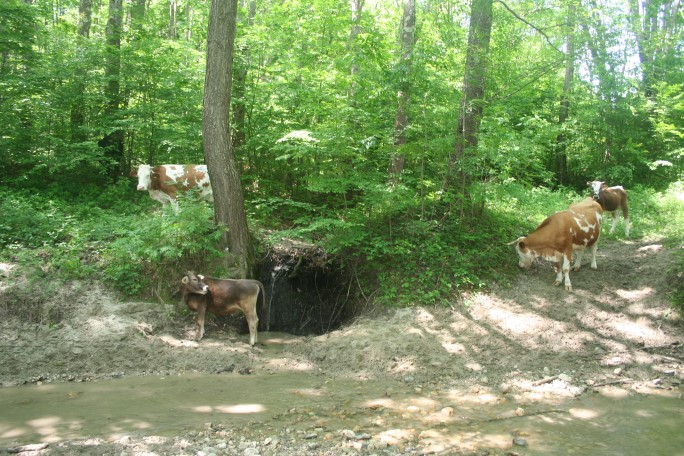 Cu vacile, fac araci din crengile de carpen lăsate în urmă de alții