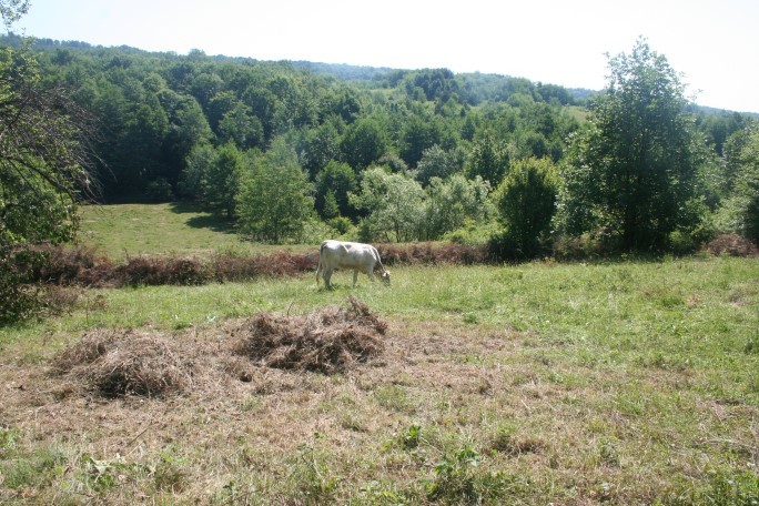 Gardul de mărăcini