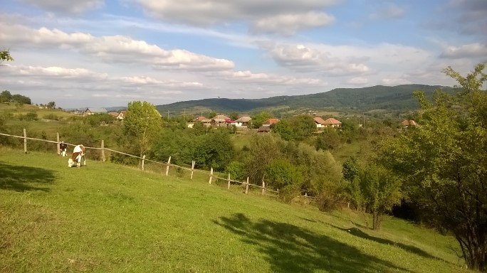 În Trăscău, cu vacile