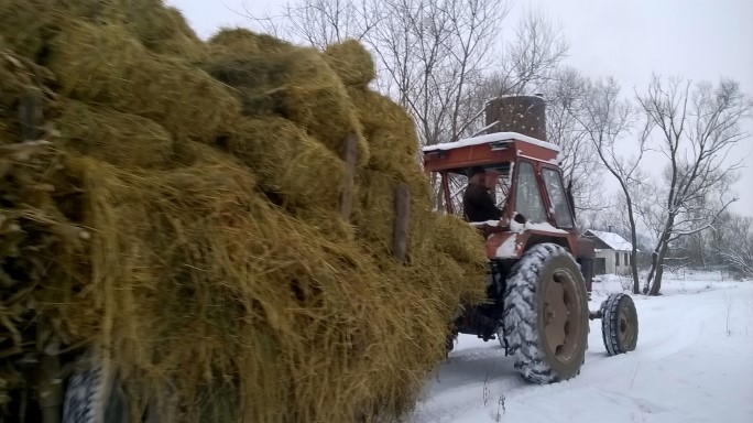 Iarna la grajd