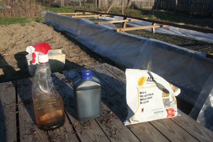 Stropirea răsadurilor cu fertilizant ecologic din alge brune și fungicid pe bază de cupru