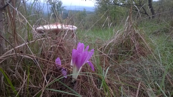 Brândușa de toamnă