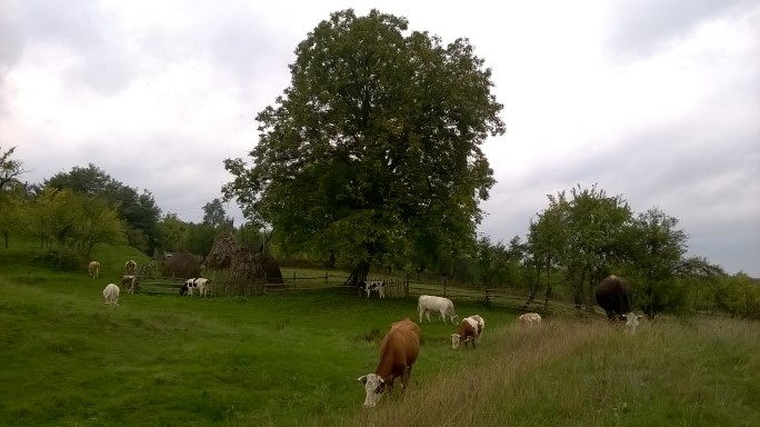 Mutăm vacile pe altă pășune
