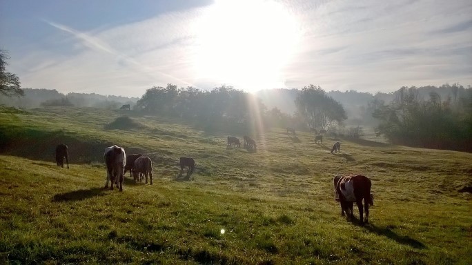 Bună dimineața, toamnă!