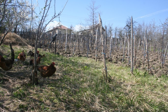 La săpat de vie