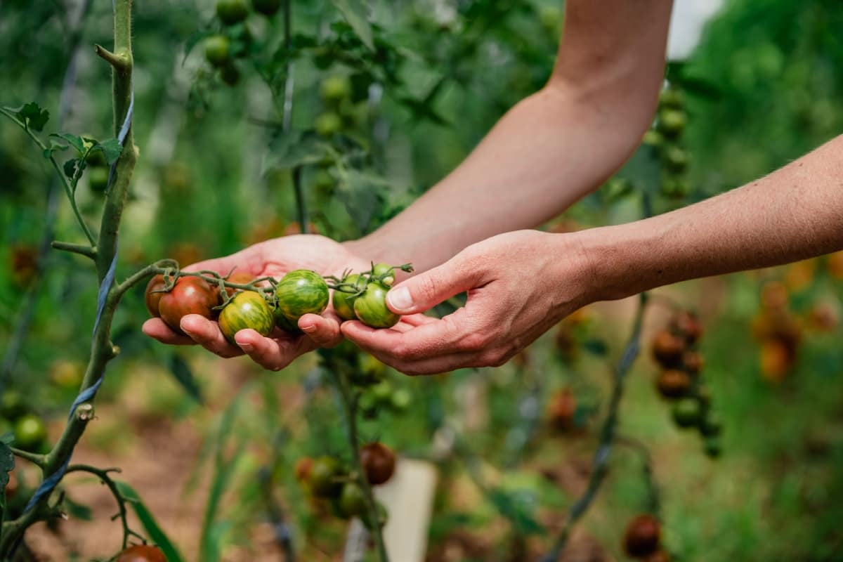 Din cauza limitărilor bugetare, finanțarea agriculturii ecologice în PAC 2023-2027 acoperă doar parțial pierderile de venit și costurile suplimentare suportate de agricultorii ecologici