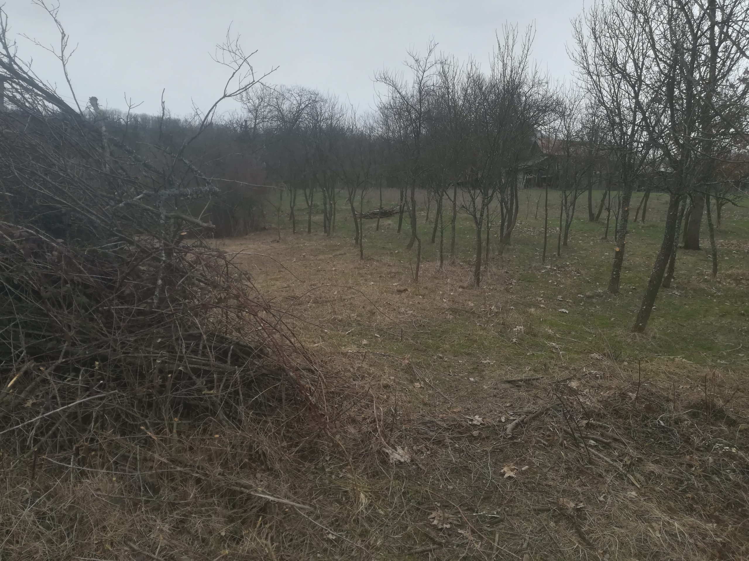 Curățăm terenul de mărăcini și puieți de prun