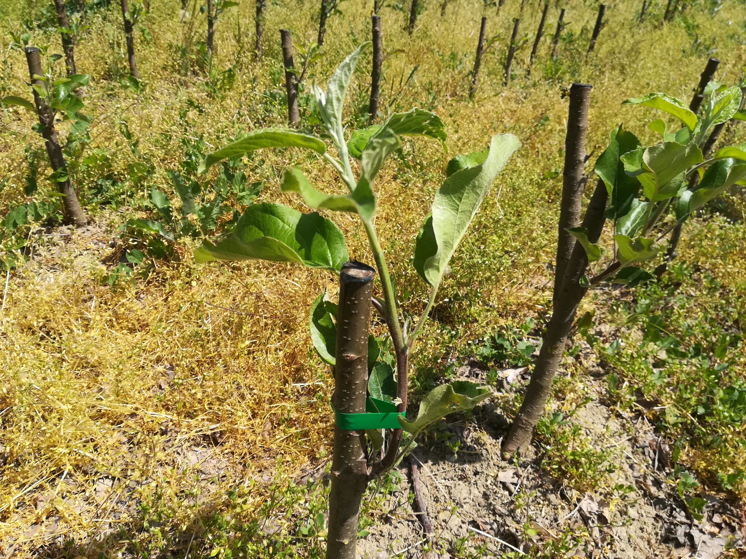 Altoii de măr au început să se ridice