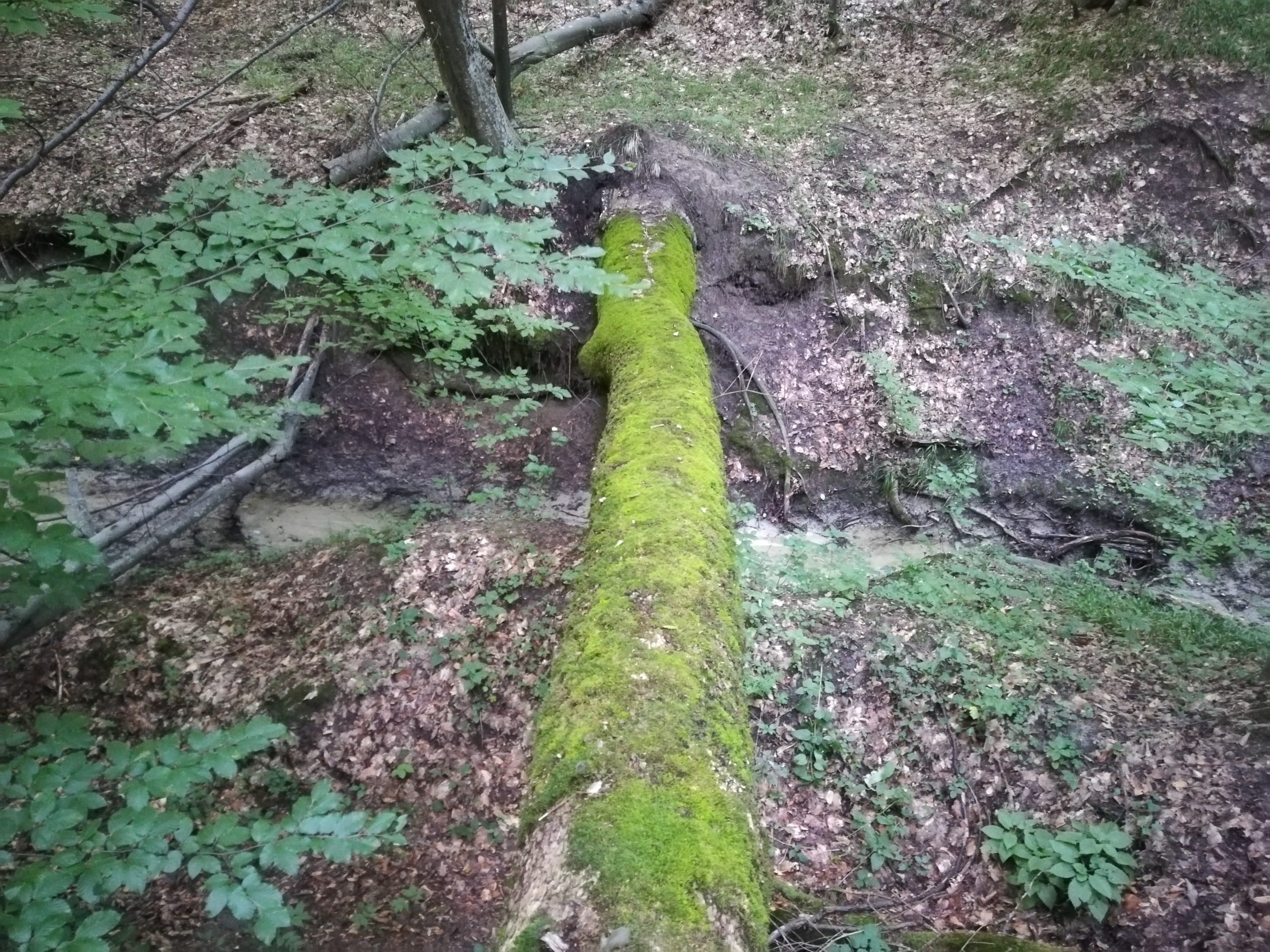 Punte naturală