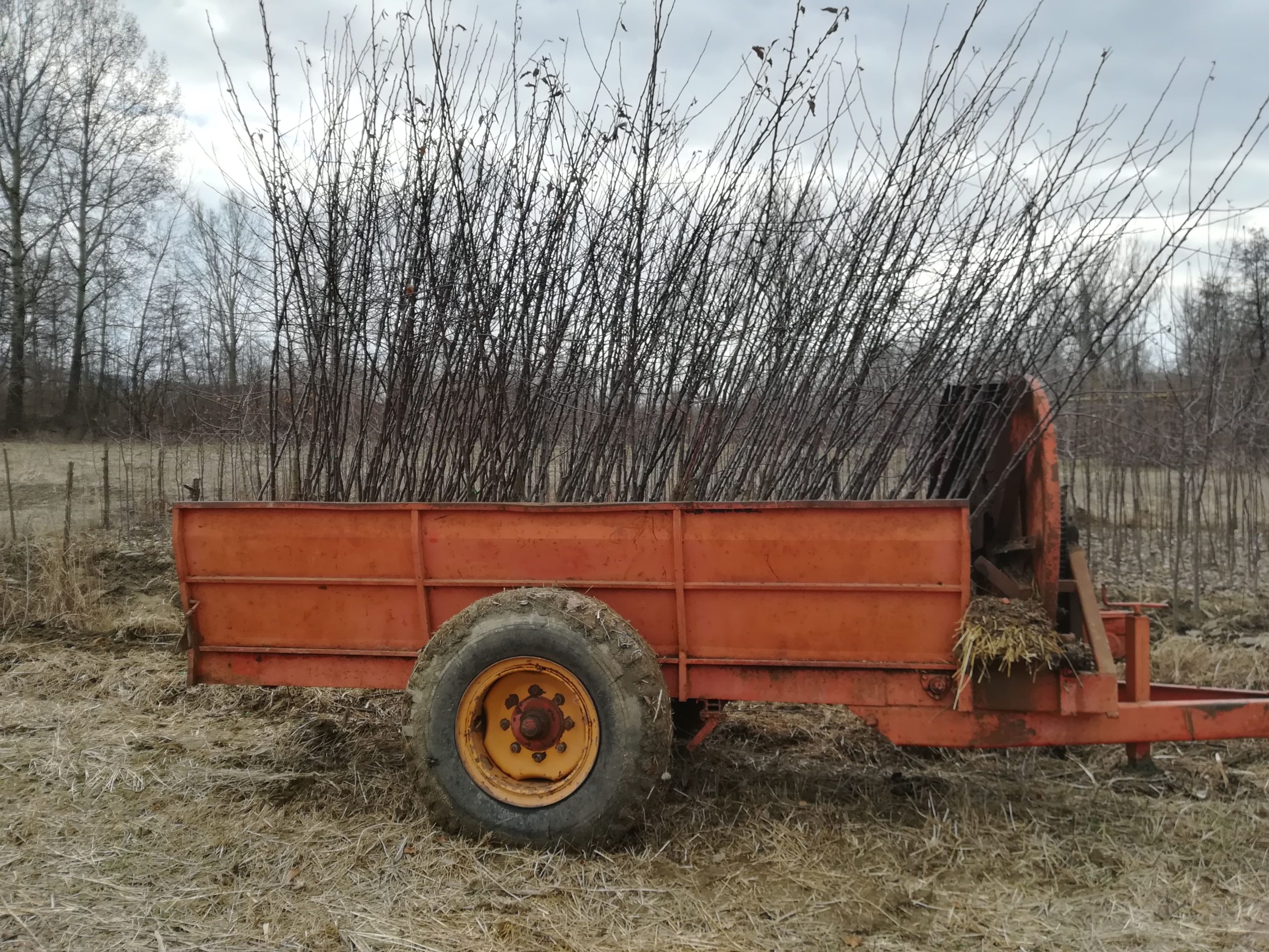 Plantarea merilor