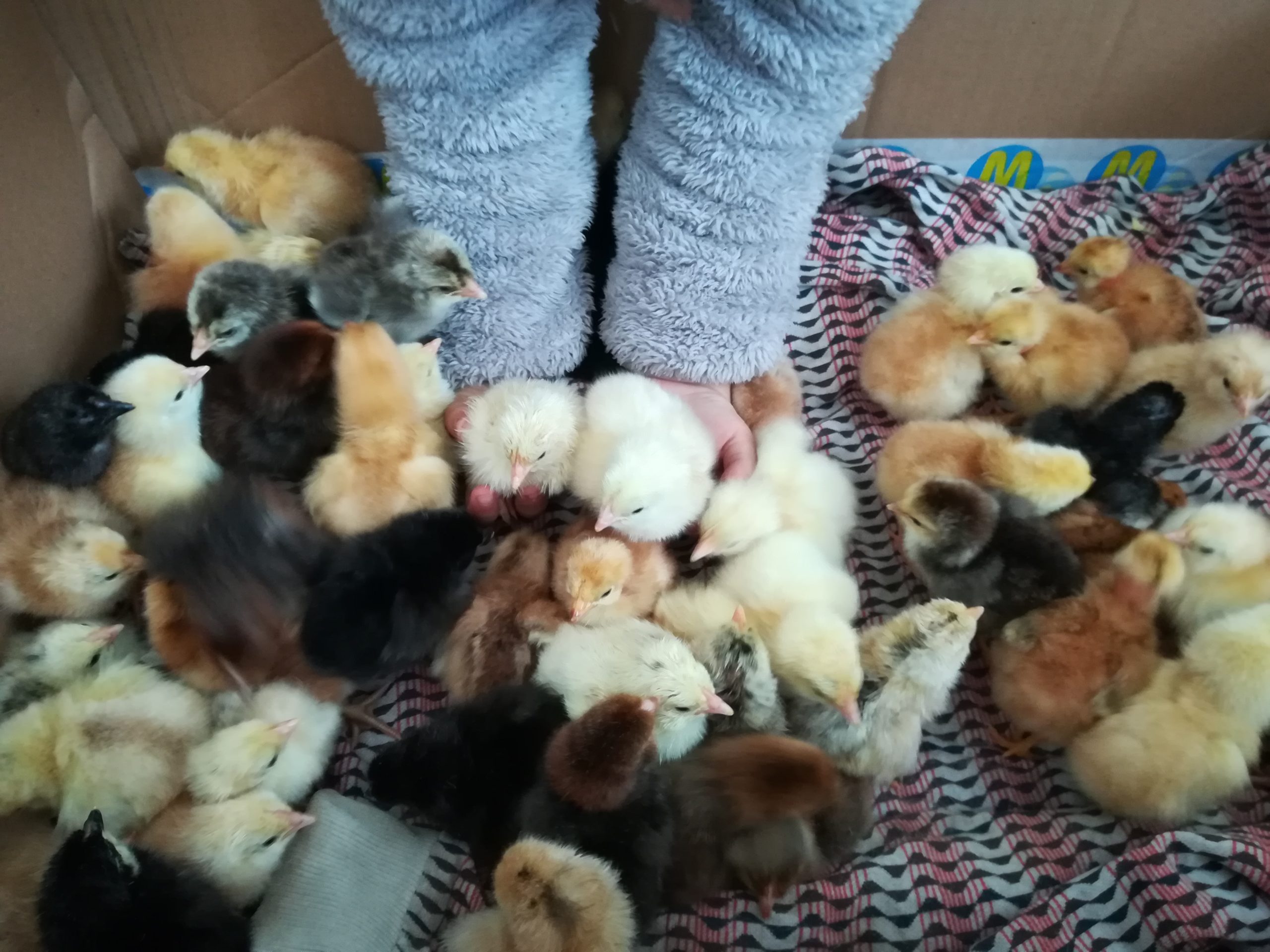 Din incubator, direct în supravegherea motanului