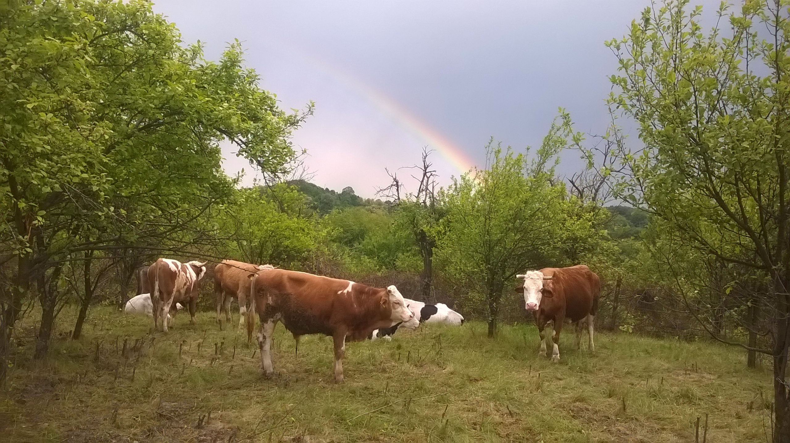 Vaci, curcubee, aburii ploii și căței uzi