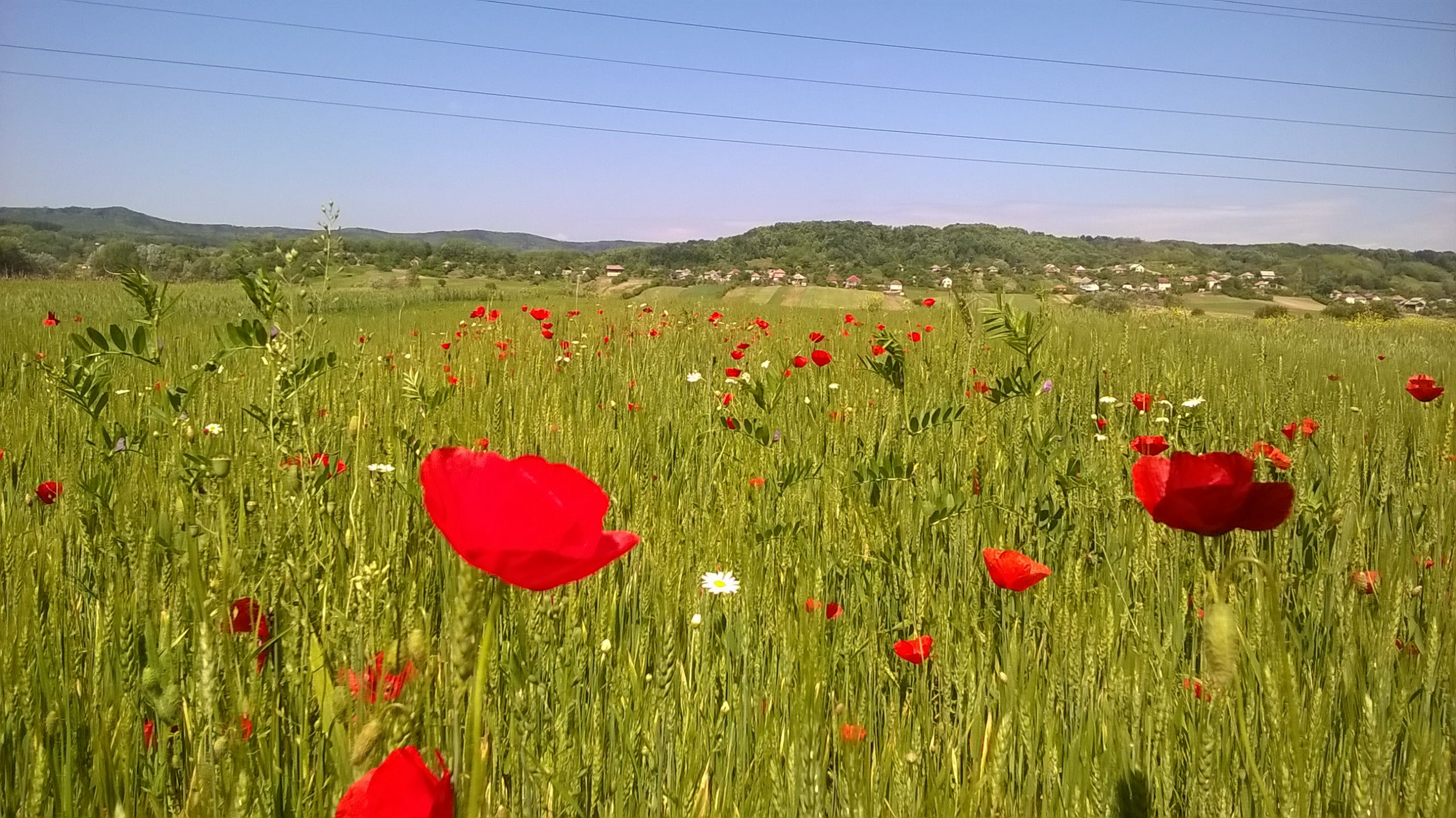 Din lanul de grâu direct pe covrigii cu mac