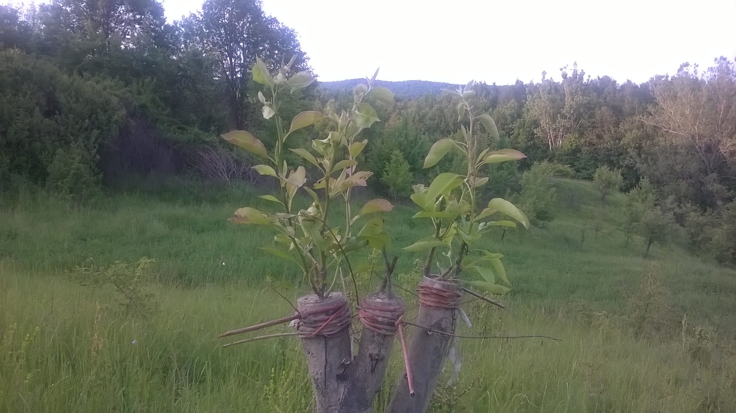 Altoiri pe stil vechi, spoit cu pământ și strâns nuiele