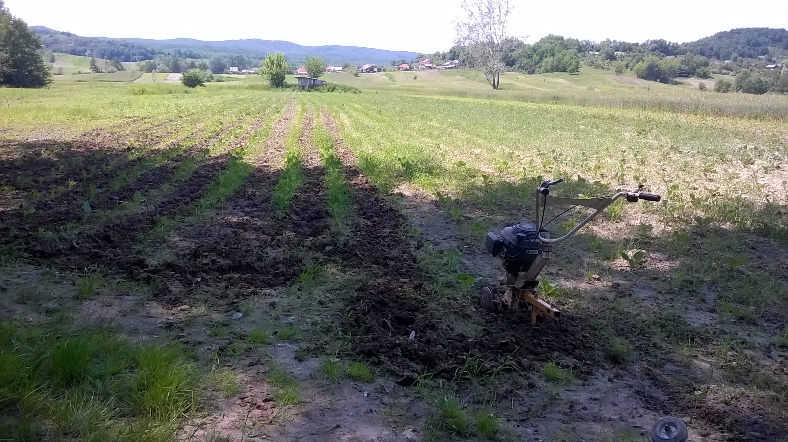 Dacă pământul e bun, prășitul e o joacă