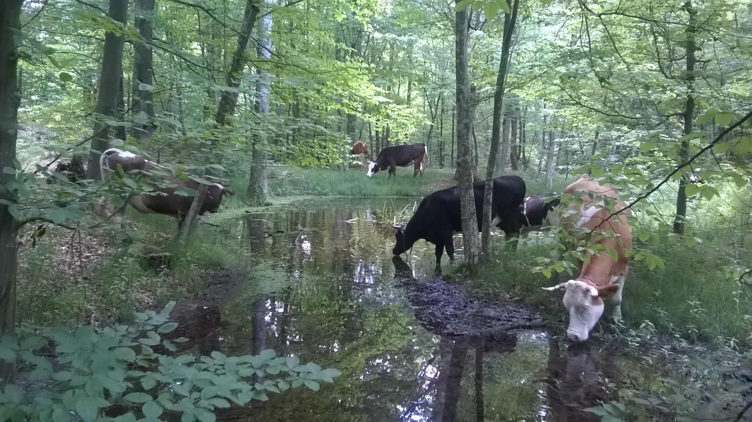 Frumusețea unui loc sălbatic, cu bălți la marginea pădurii