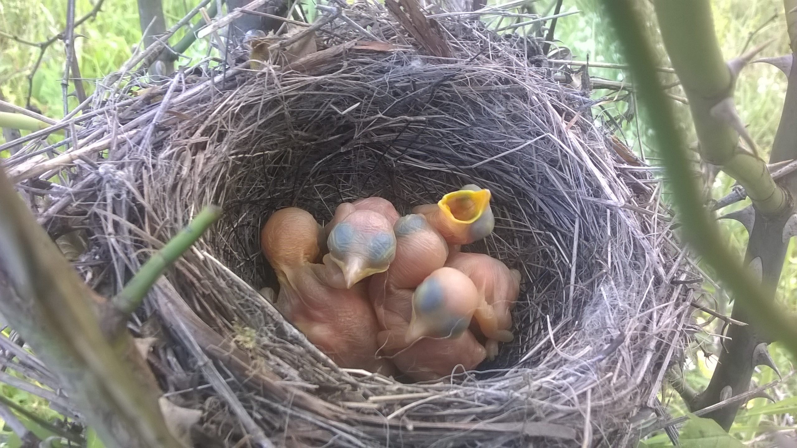 De la ouă, la pui pregătiți de zbor