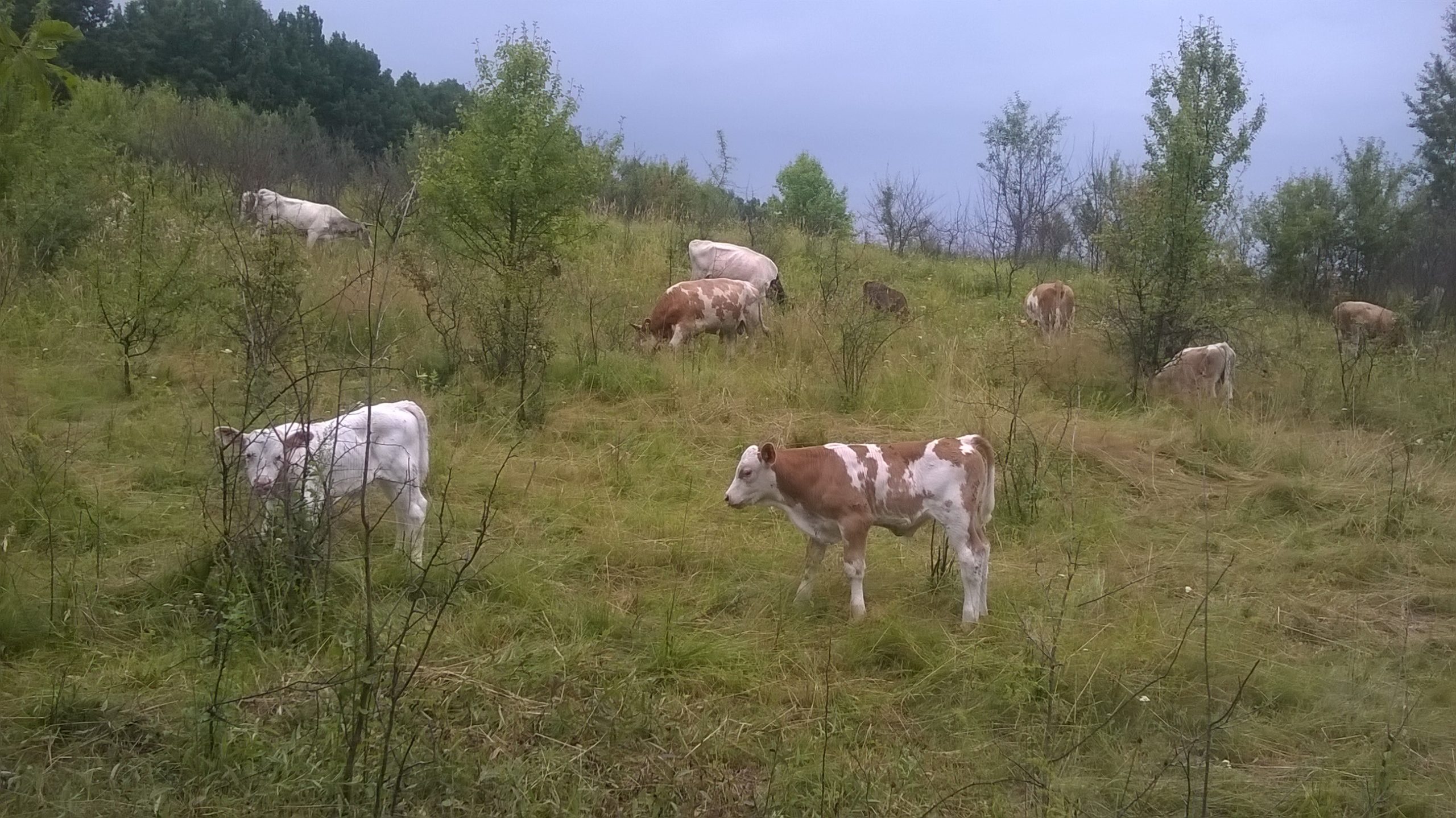 Grupa mică de pe pajiști