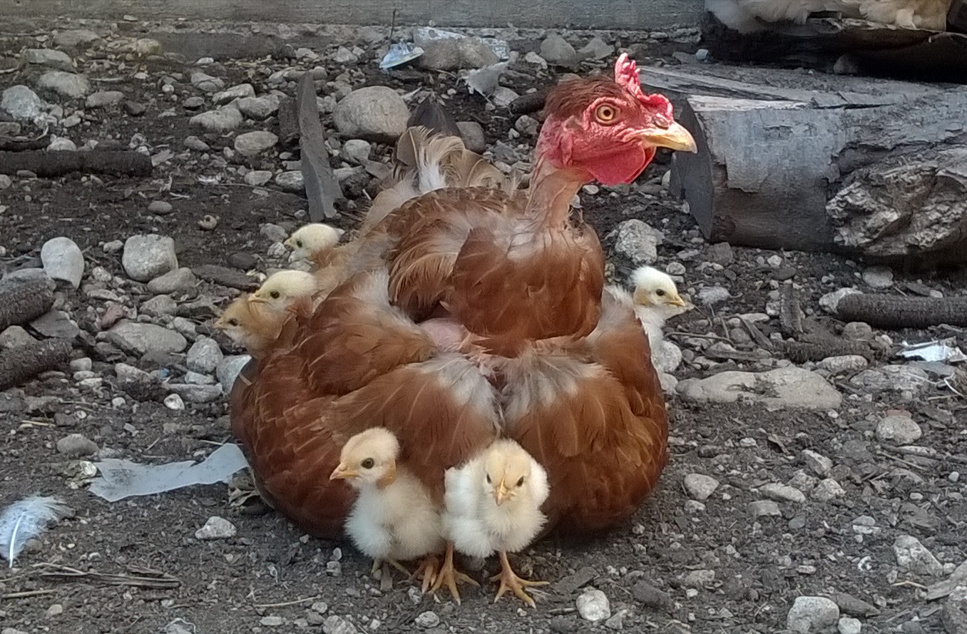 Puișori cu gât golș, stau la poză
