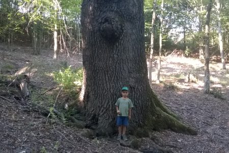 La copacul „ăl gros”