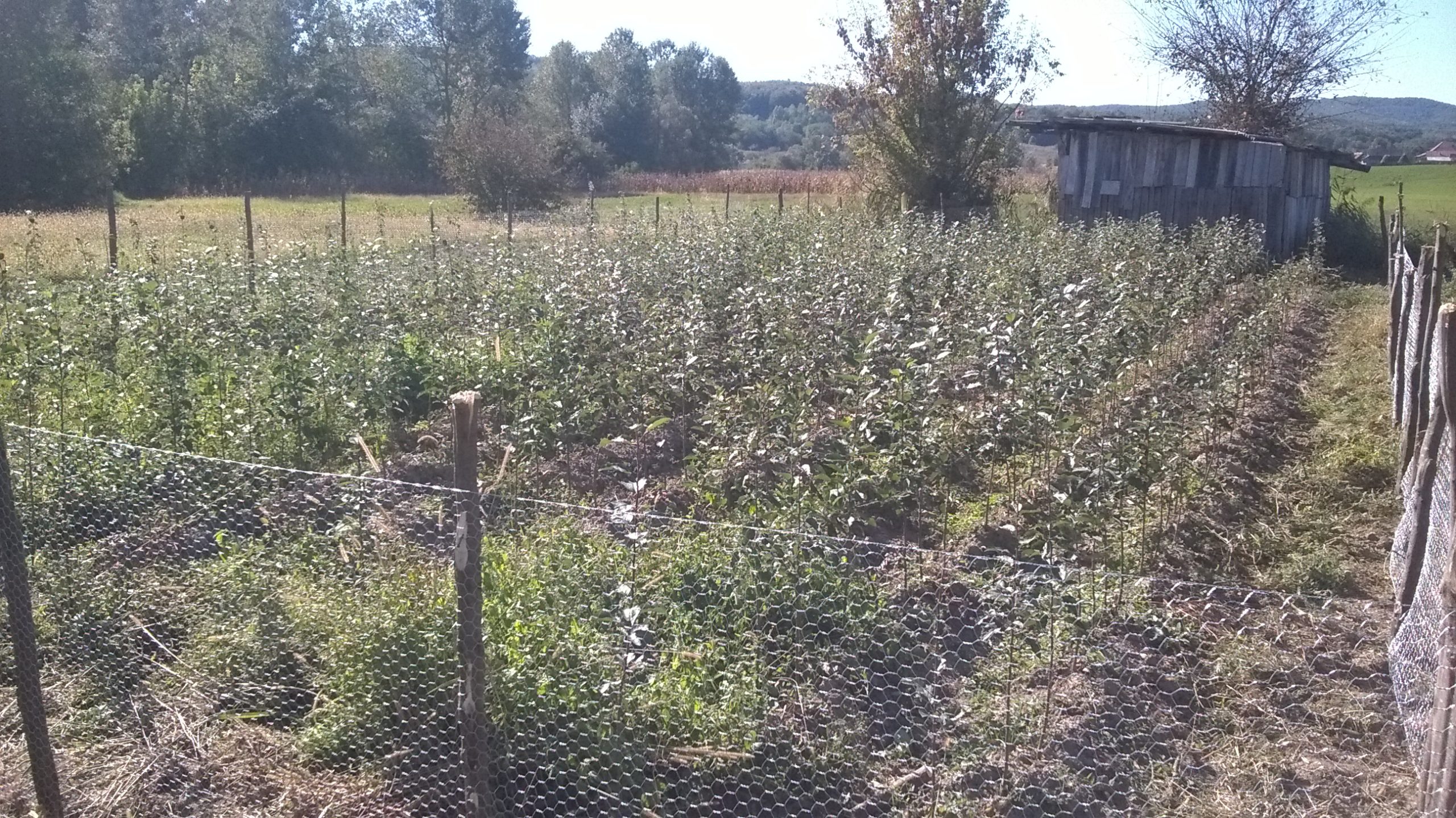 Puieții de măr au nevoie de protecție peste iarnă