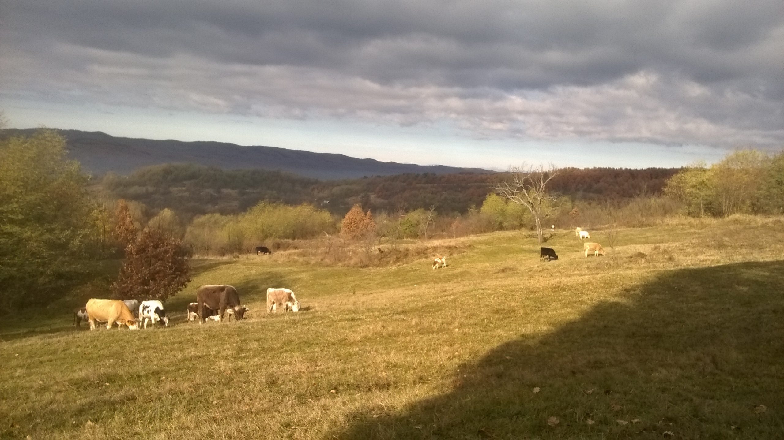 Alte mutări, de toamnă, pentru văcuțe
