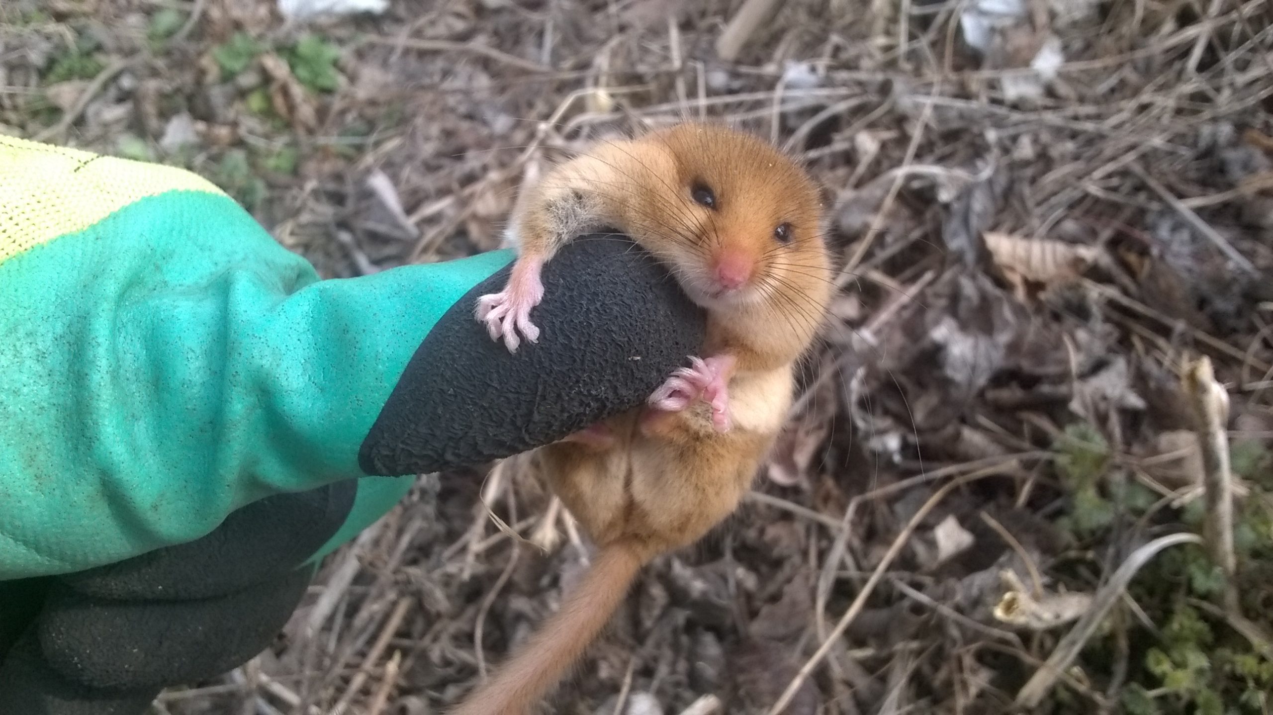 Pârșul de alun