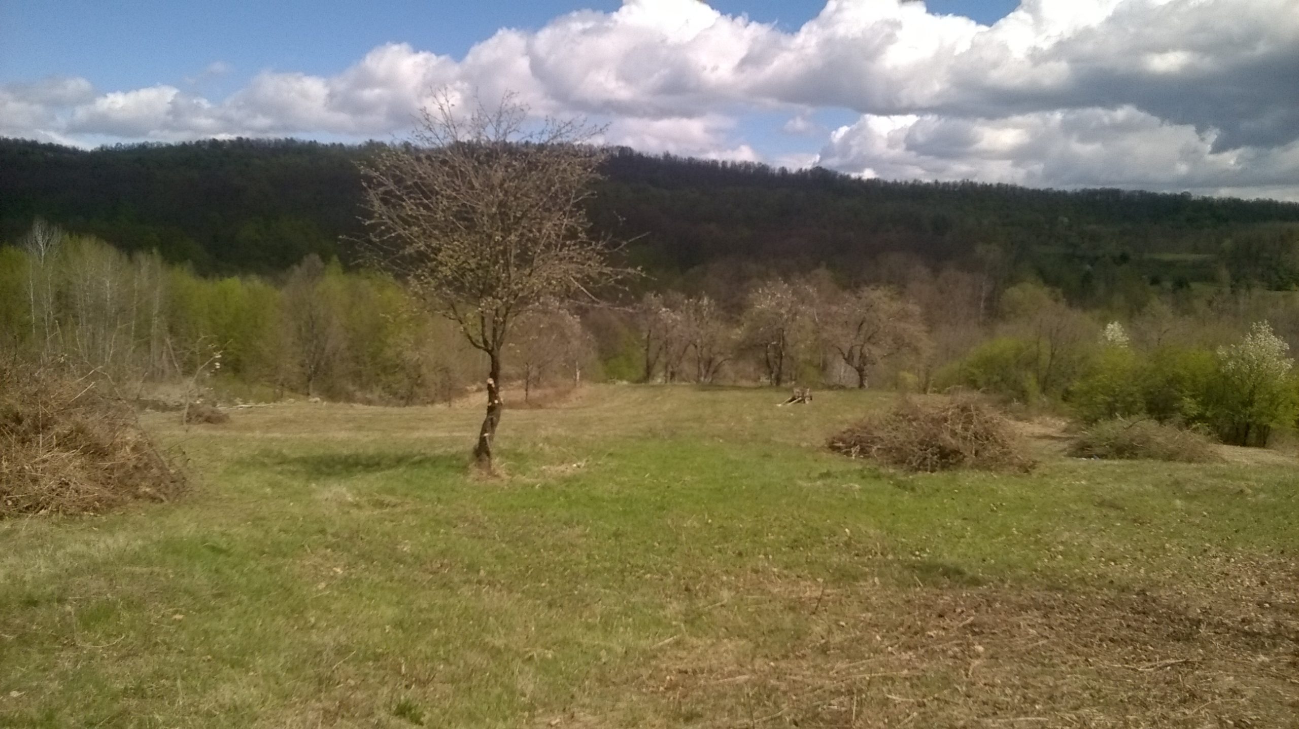 Curațenie pe pășune și în livadă