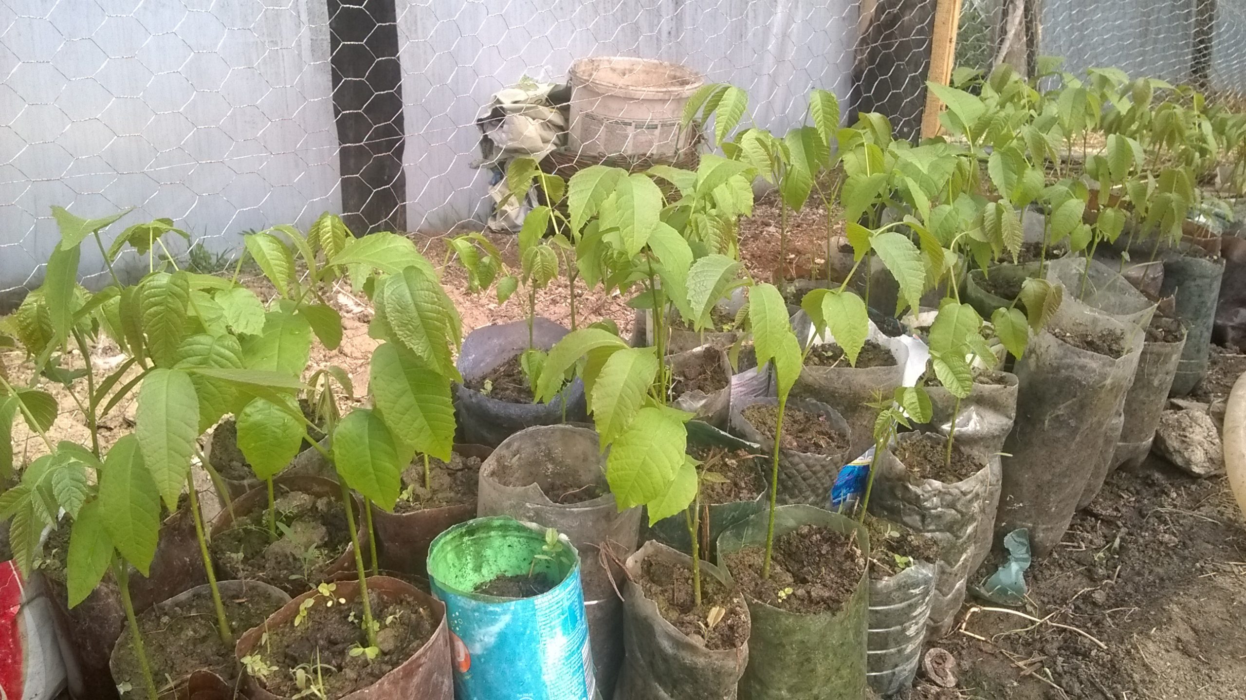 Germinarea și plantarea nucilor in PET-uri