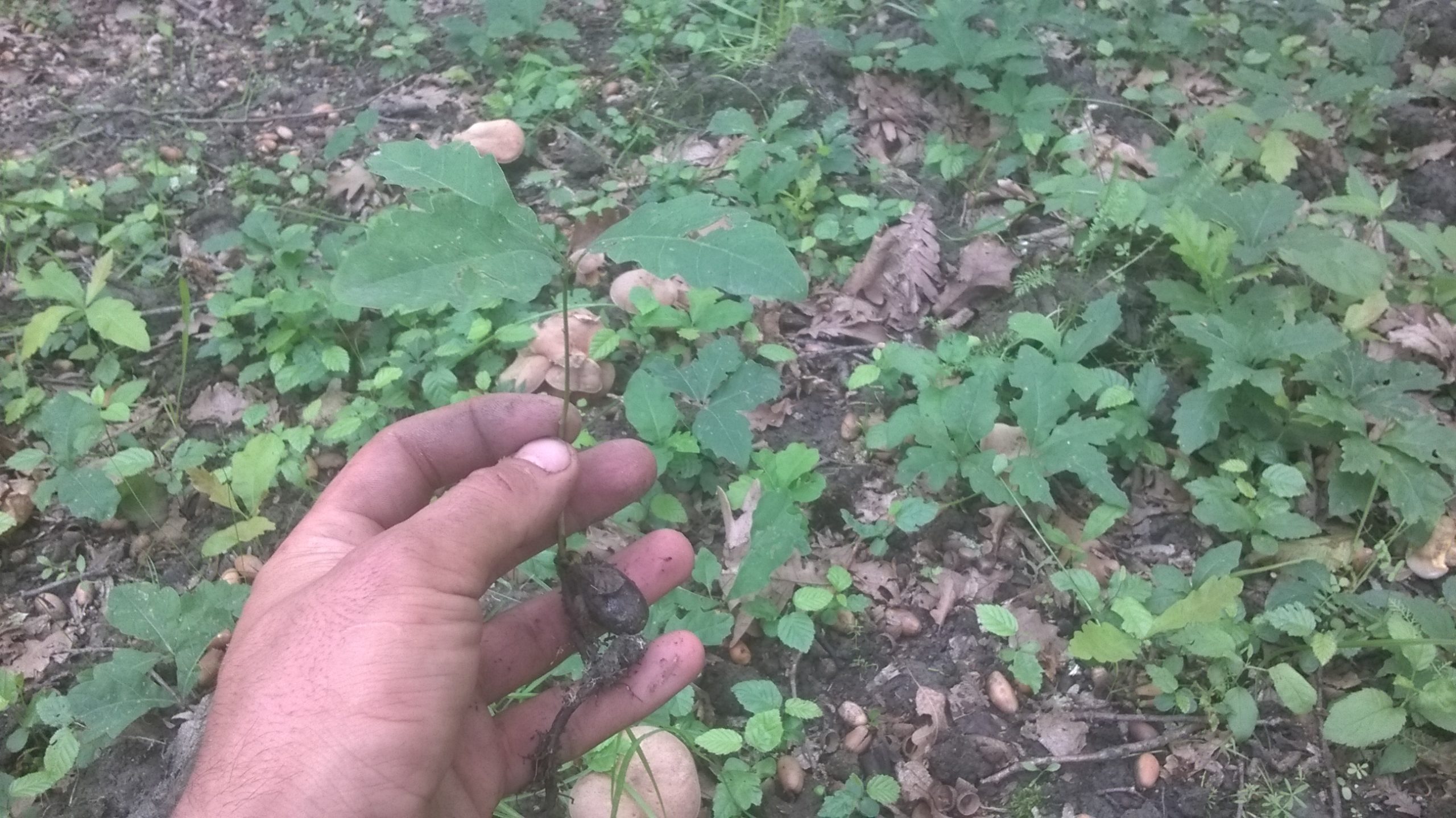 Mii de puieți de stejar crescuți în urmele copitelor pe locul fostului țarc al vacilor