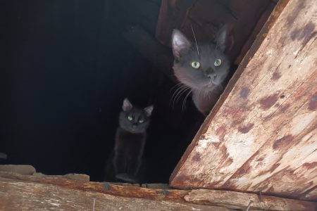 Pisoi de oraș iarna, s-au întors la căsuța lor de la țară